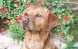 Labrador Retriever dogs for sale: 🐾 KC Registered Fox Red Lab Puppies 🐾 - Image 24