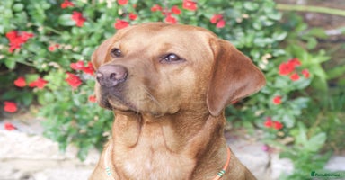 Labrador Retriever dogs - Advert 4