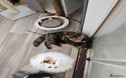 British Shorthair cats for sale: Gorgeous Tortie ✨ Rabies Vax ✅🌎✈️ - Image 7