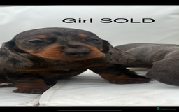 Miniature Dachshund dogs for sale: Beautiful babies - Image 6