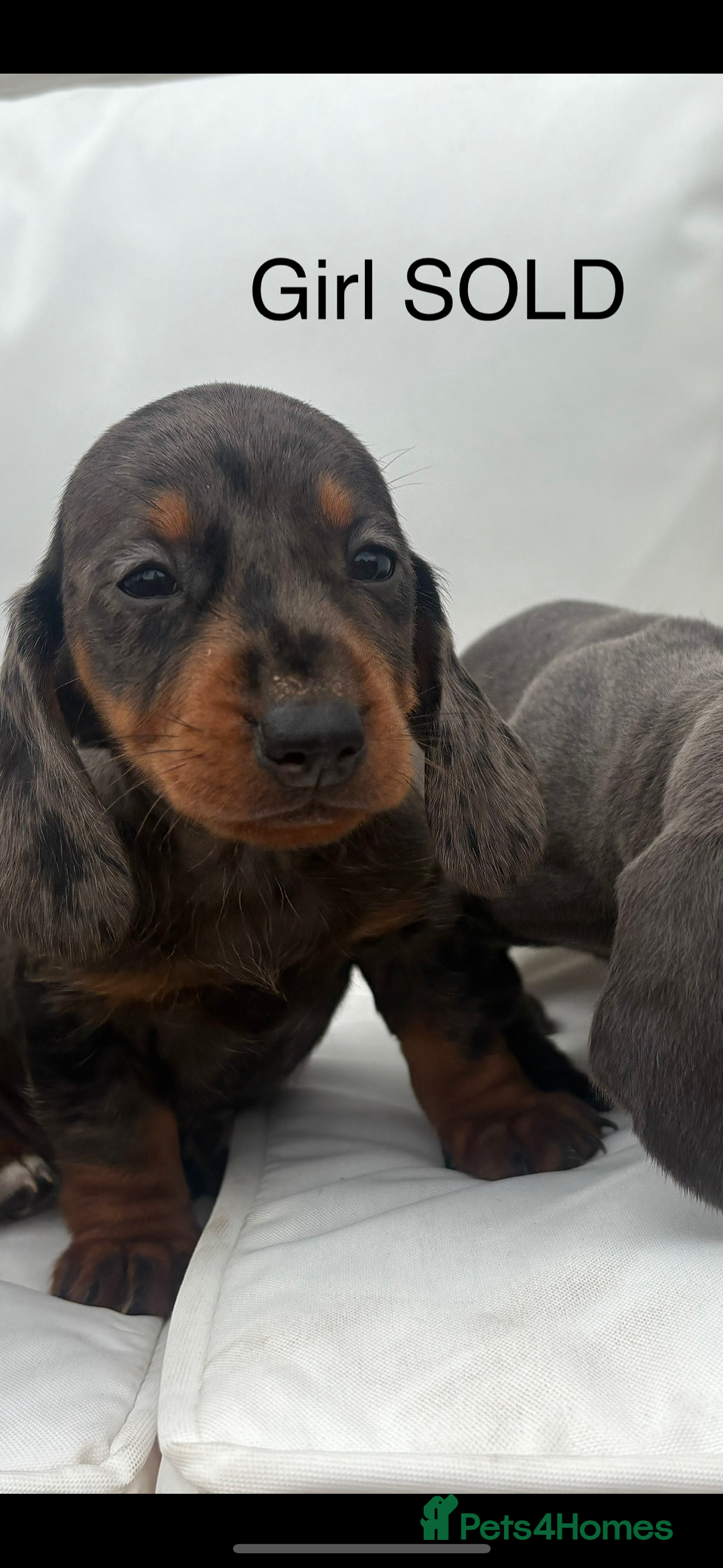 Miniature Dachshund dogs for sale: Beautiful babies - Image 6