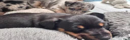 Jack Russell dogs for sale: Beautiful litter of Jack Russell Puppies - Advert 5