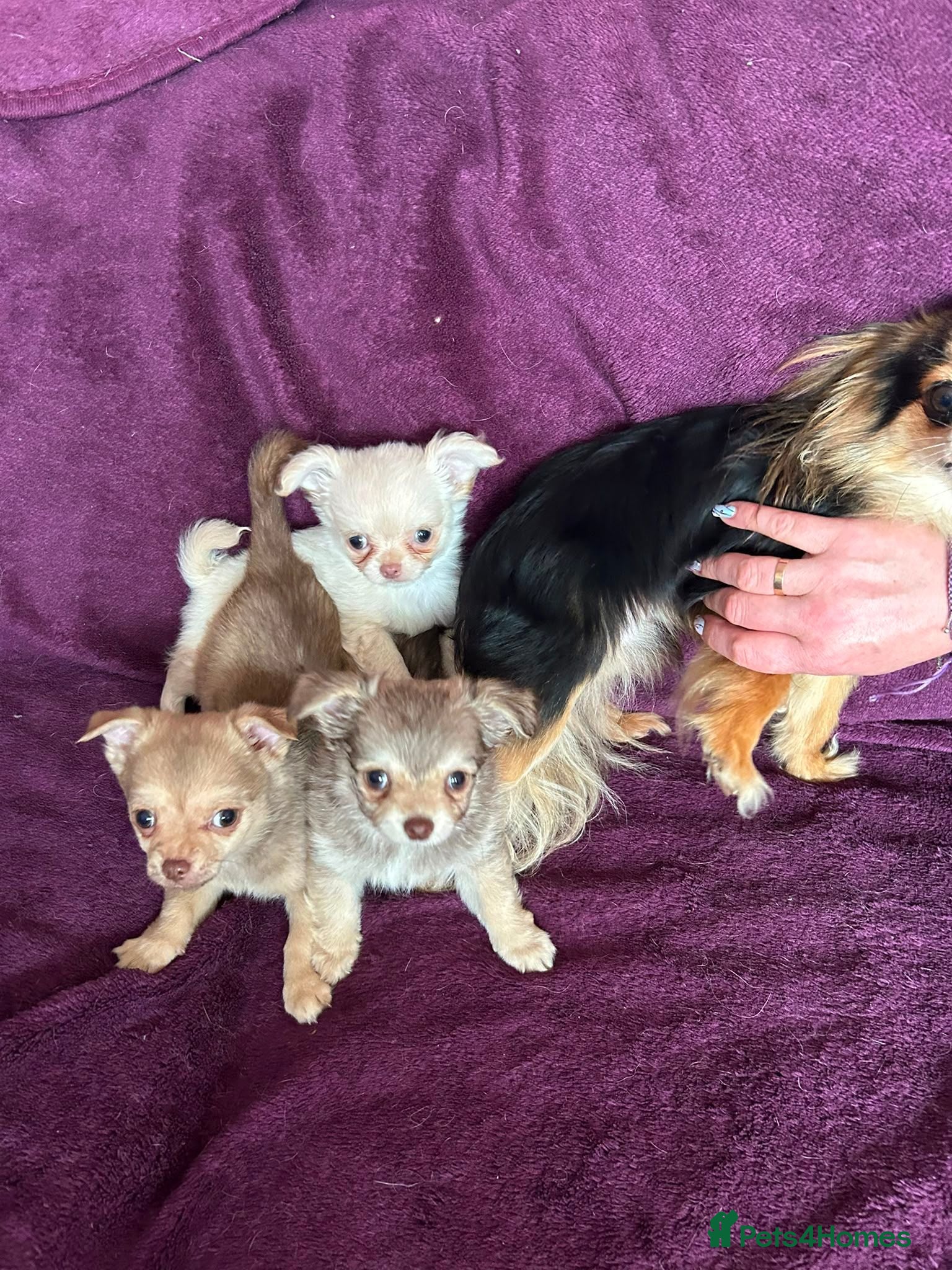 Chihuahua dogs Outstanding tiny tiny chichahua  - Advert 1