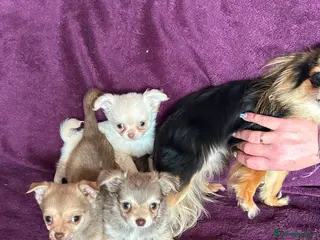 Chihuahua dogs Outstanding tiny tiny chichahua - Advert 3