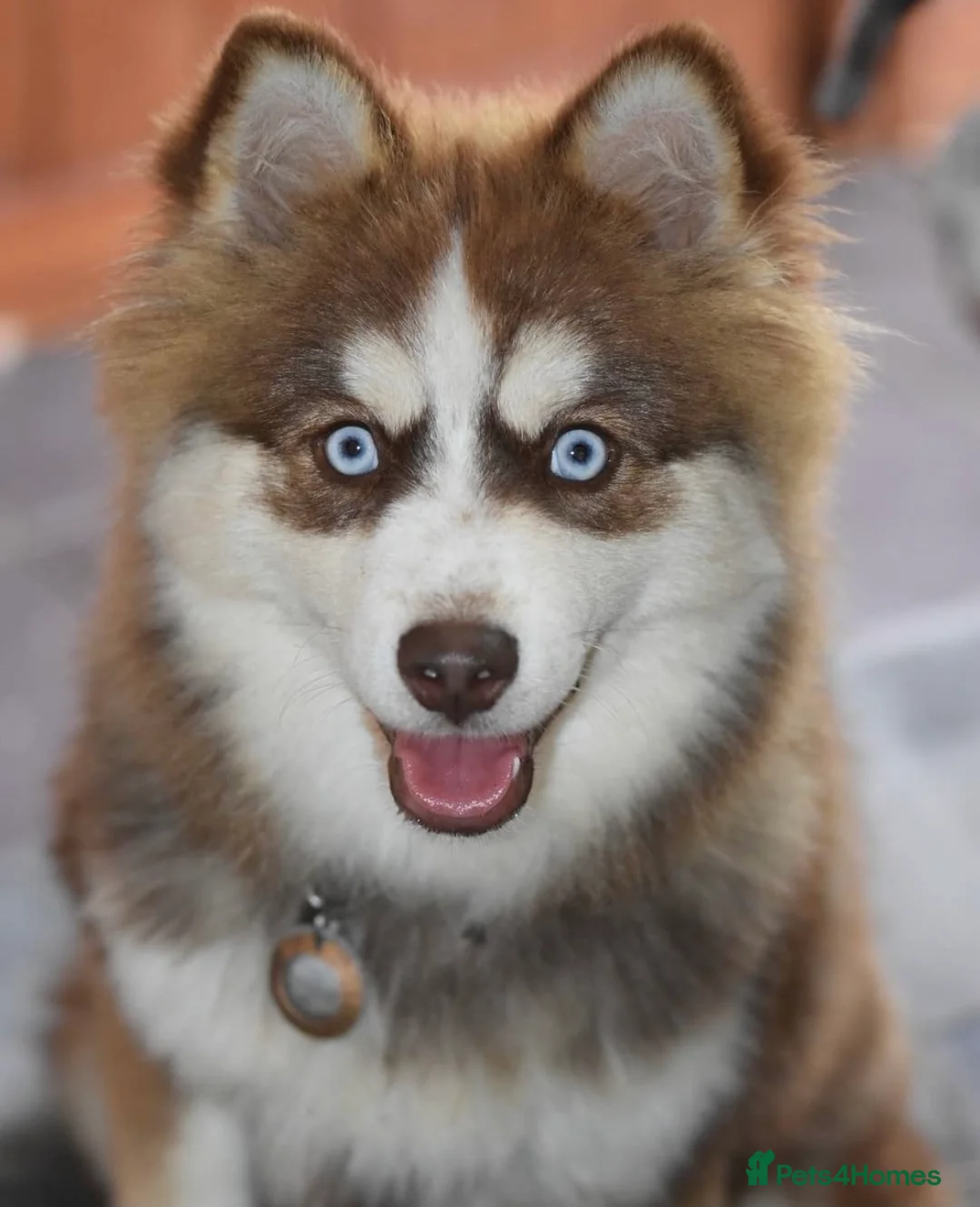 Pomsky dogs for stud: American Import Chocolate Pomsky for Stud in Ammanford - Advert 6