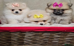 Pomeranian dogs for sale:  Pomeranian puppies ready now  - Image 3