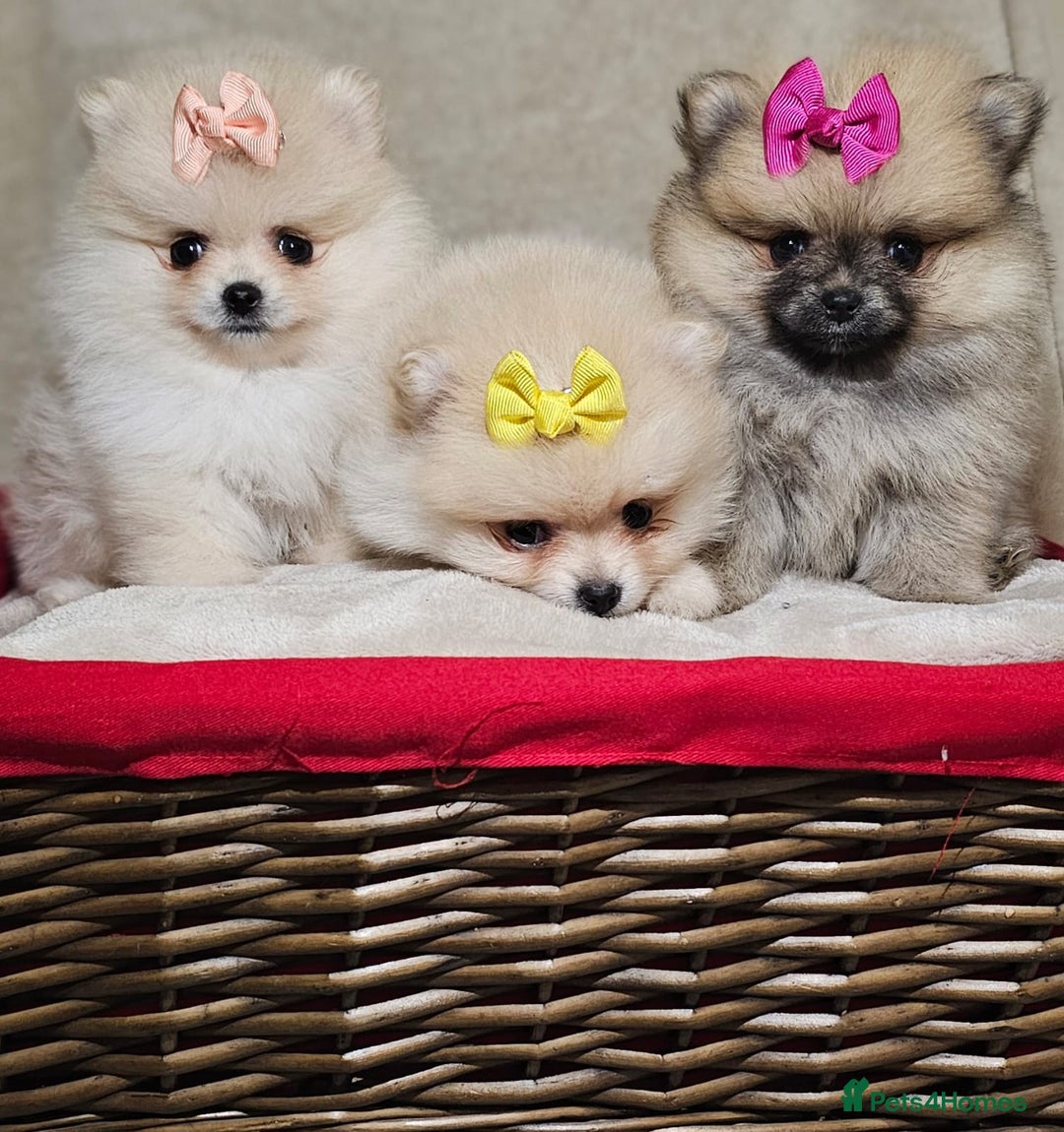 Pomeranian dogs for sale:  Pomeranian puppies ready now  - Image 3