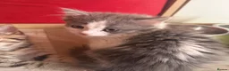 Ragdoll cats for sale: Ragdoll kittens 8 weeks old.  - Advert 9