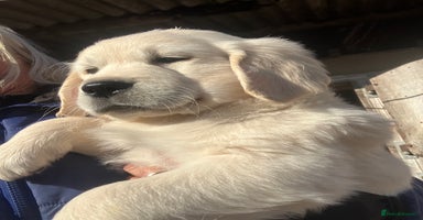 Golden Retriever dogs - Advert 9