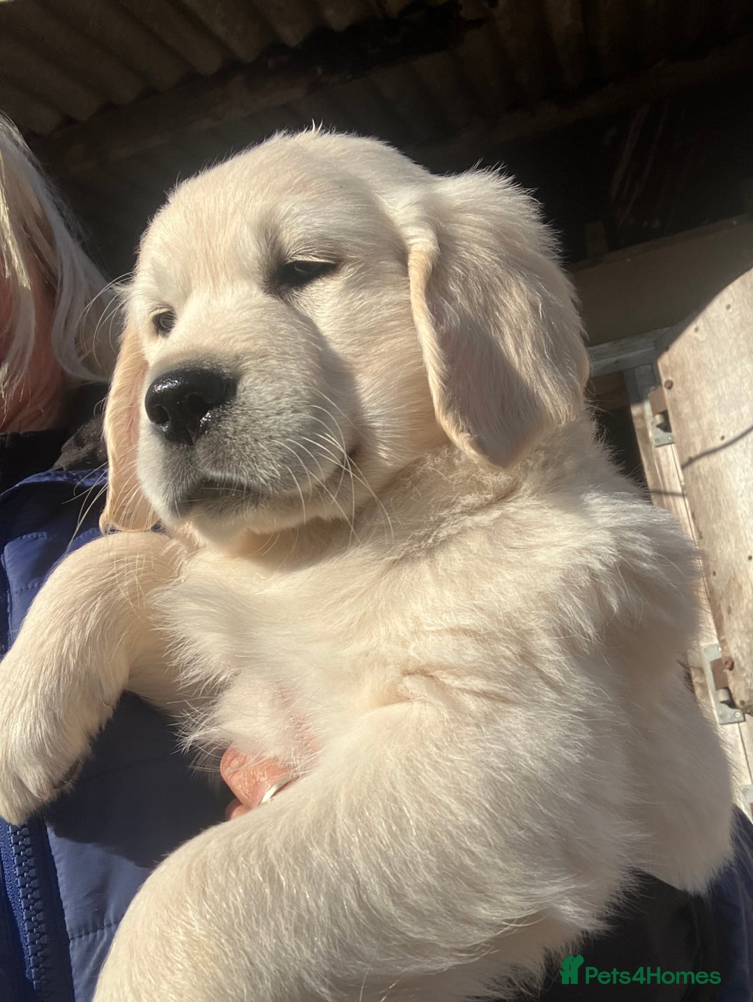 Golden Retriever dogs for sale: Chunky Kc cream golden retriever boys available  - Image 3