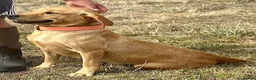 Labrador Retriever dogs for sale: RKC REG’D FOX RED, GOLDEN YELLOW CHUNKY LAB PUPS - Advert 8