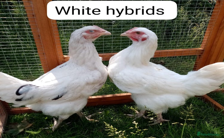 Chickens poultry - Advert 18