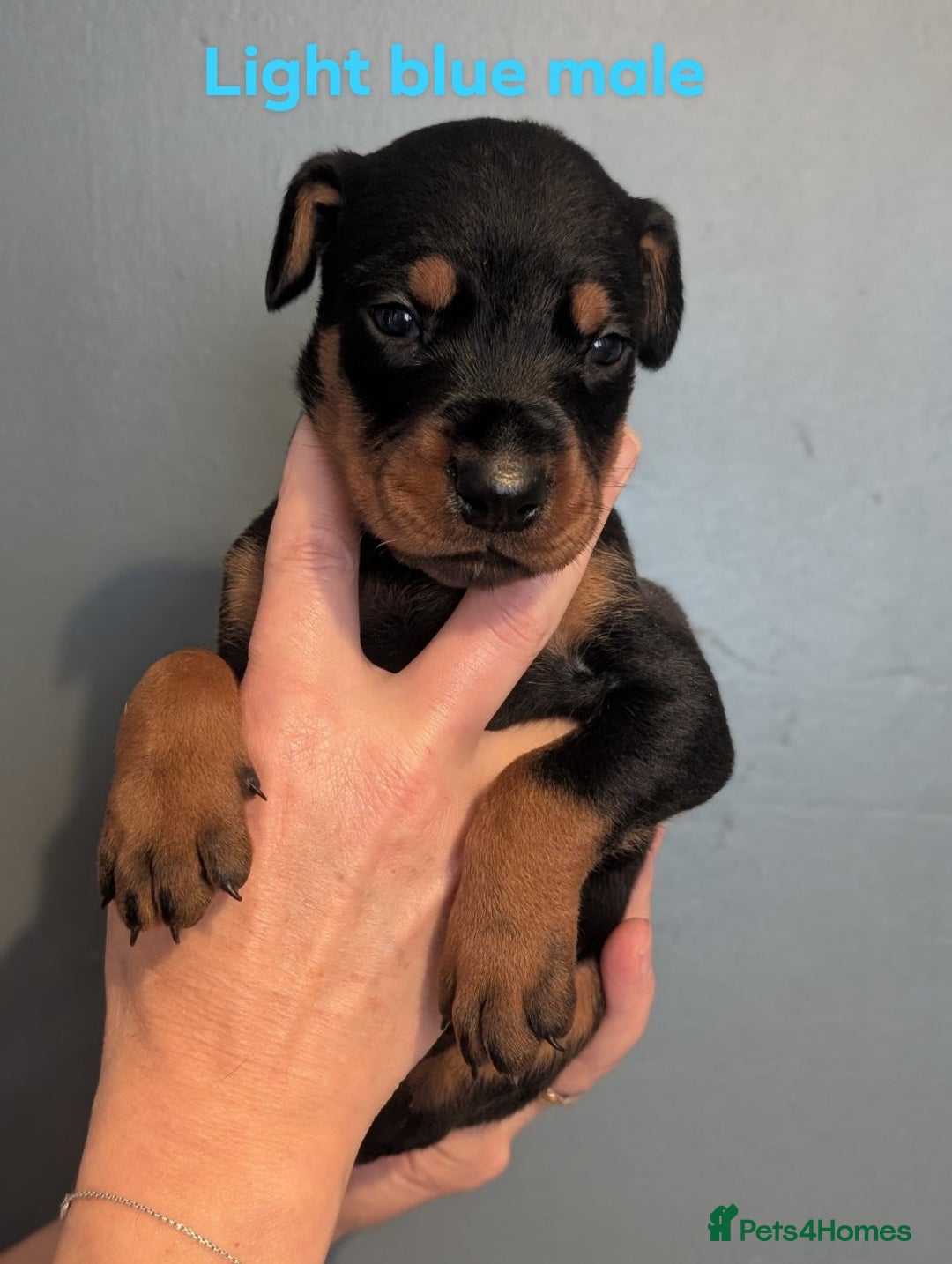 Dobermann dogs for sale: Doberman puppies "ready now" - Image 18