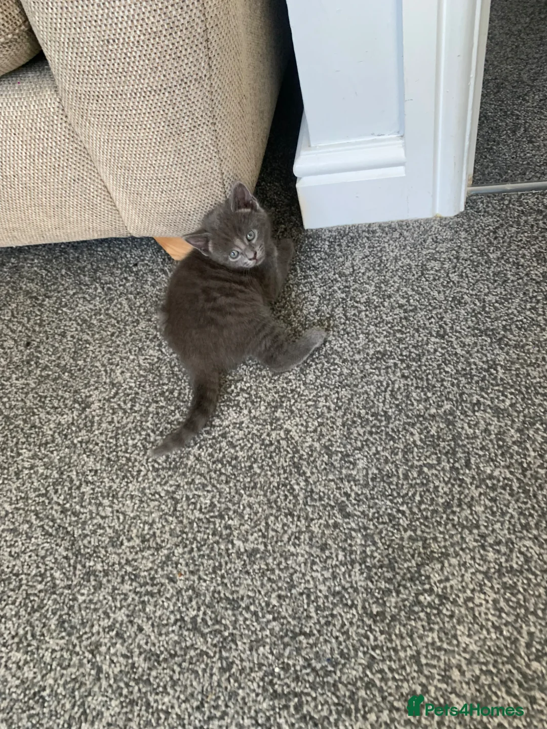 Mixed Breed cats for sale: 💕Beautiful grey kittens - 12th May💕 - Advert 39