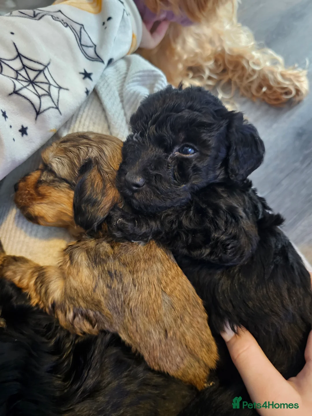 Mixed Breed dogs for sale:  **  Toy yorkipoo  - Advert 15