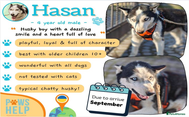 Siberian Husky dogs - Advert 1