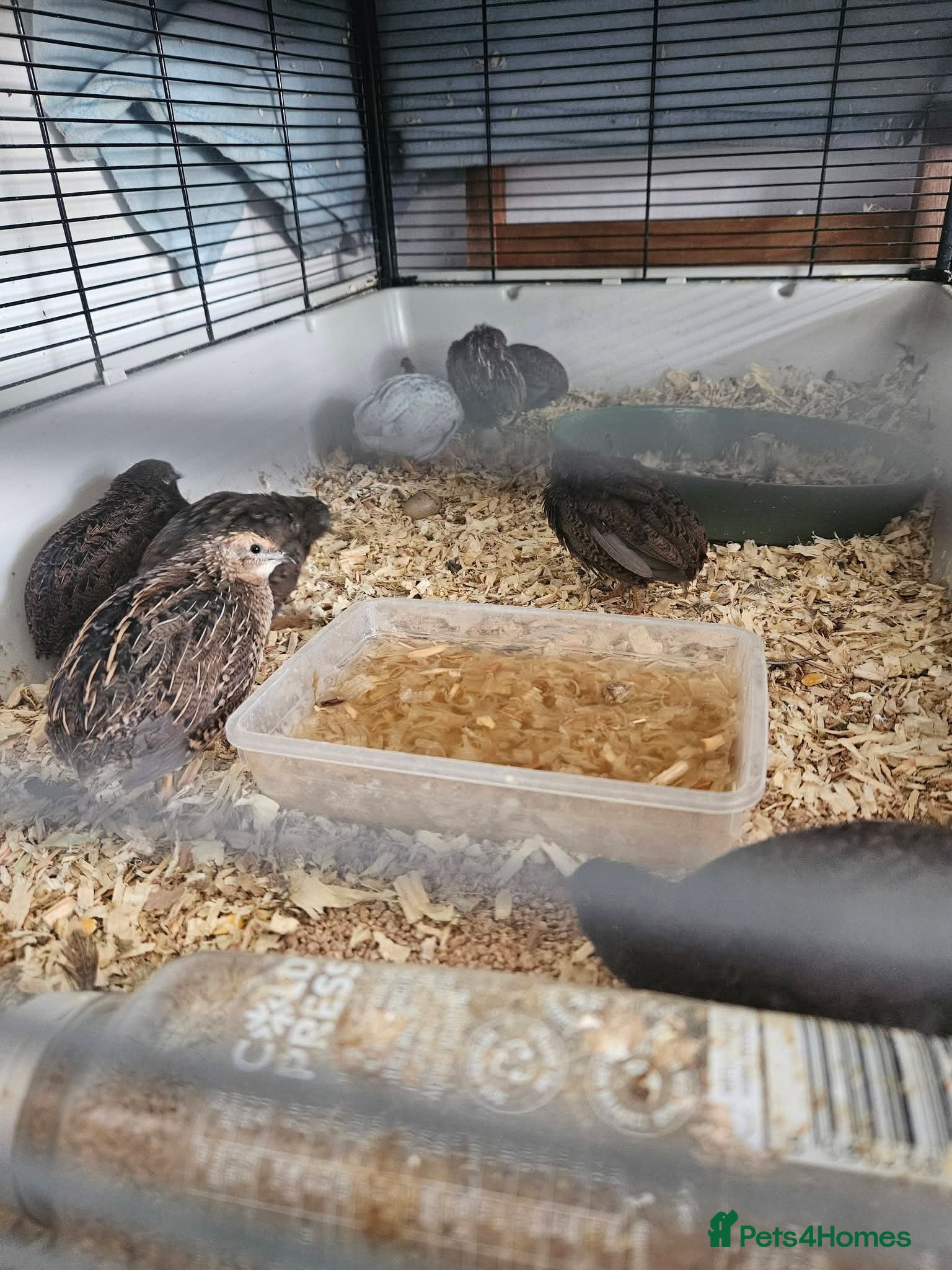 Quail poultry Button quail - Advert 1