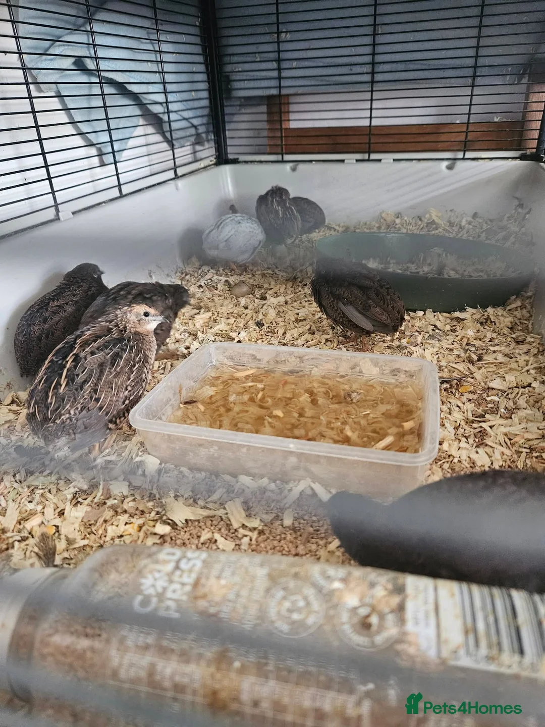 Quail poultry for sale: Button quail in Barnsley - Advert 1