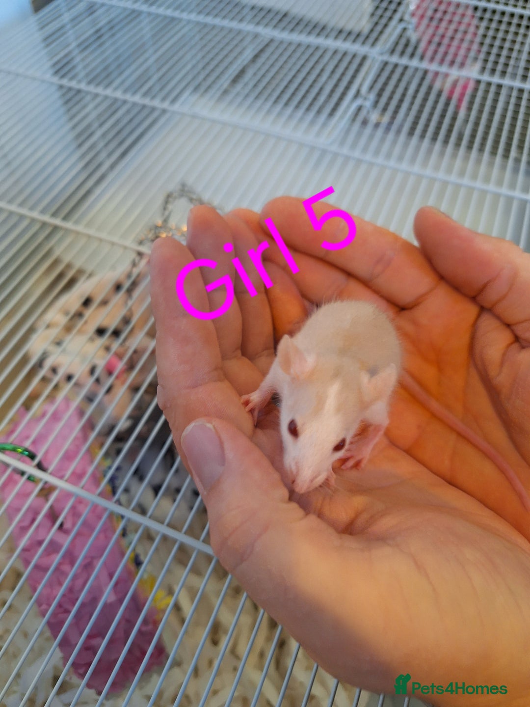 Rat rodents for sale: Baby fancy rats male and female available  - Image 10