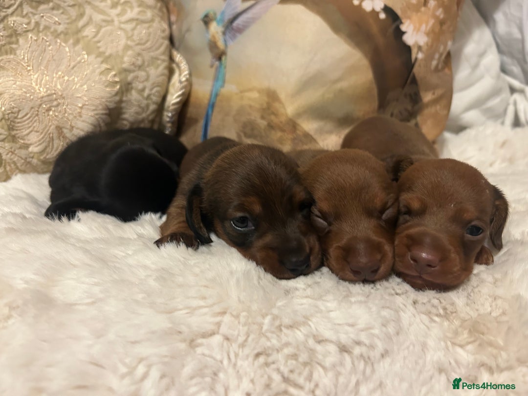 Miniature Dachshund dogs for sale: Kennel club registered litter of 4 pups - Image 11