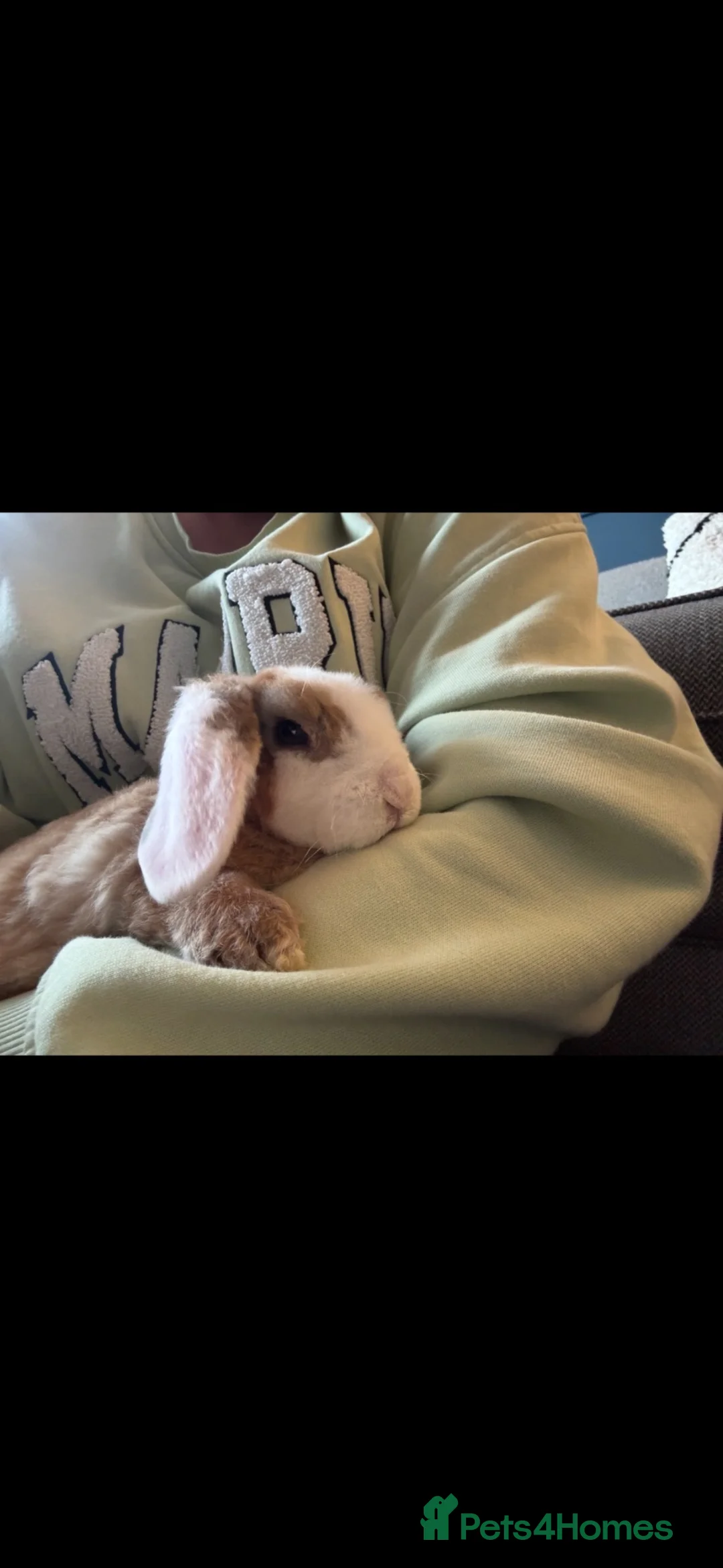 Mini Lop rabbits for sale: Pure Plush mini lop doe  - Advert 2