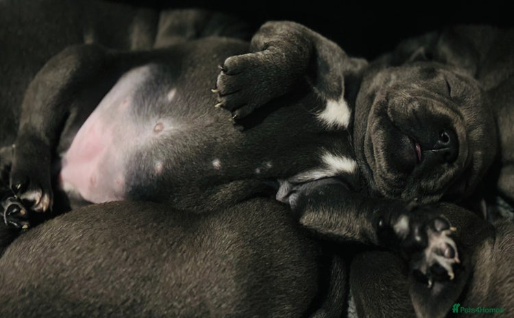 Staffordshire Bull Terrier dogs - Advert 2