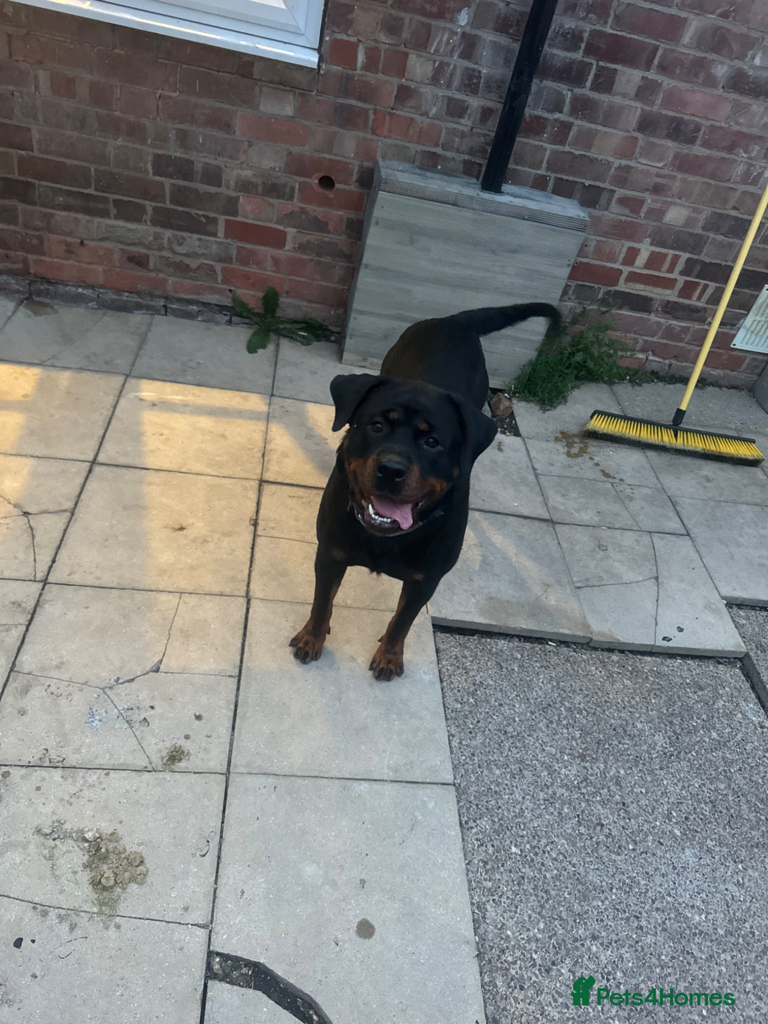 Rottweiler dogs Rotweiller puppies for sale  - Advert 1