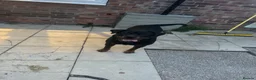 Rottweiler dogs for sale: Rotweiller puppies for sale  - Advert 1