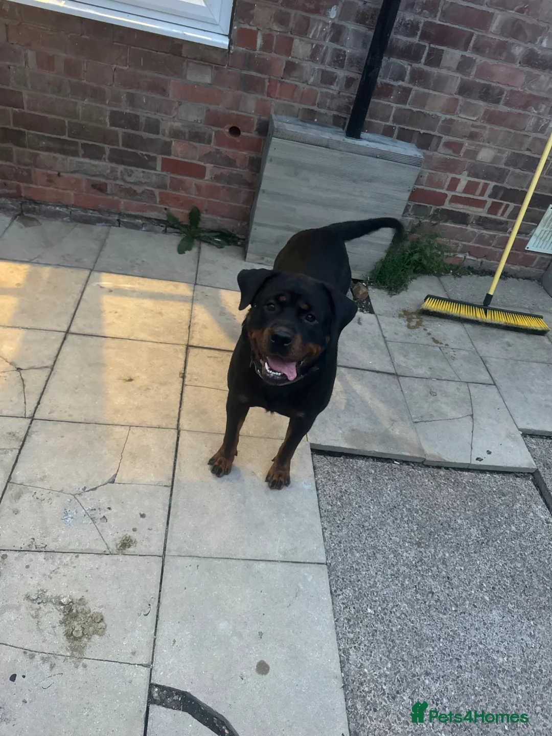 Rottweiler dogs for sale: Rotweiller puppies for sale  - Advert 1