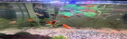 Live Bearers fish for sale: guppys mollys platys corybettadanio snails plecos - Advert 2