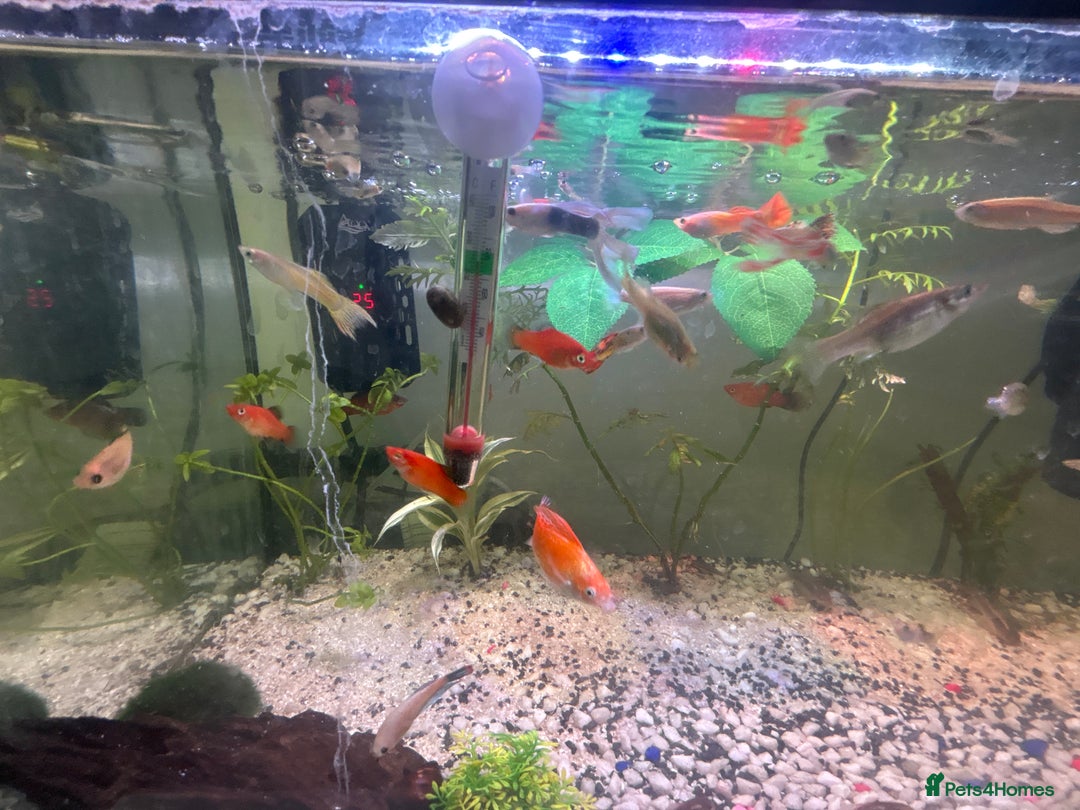 Live Bearers fish for sale: selling my tank and fish mollys guppys and more - Image 2