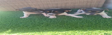 Jack Russell 4