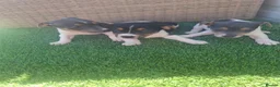Jack Russell dogs for sale: Blue tri jack russell puppies - Advert 3