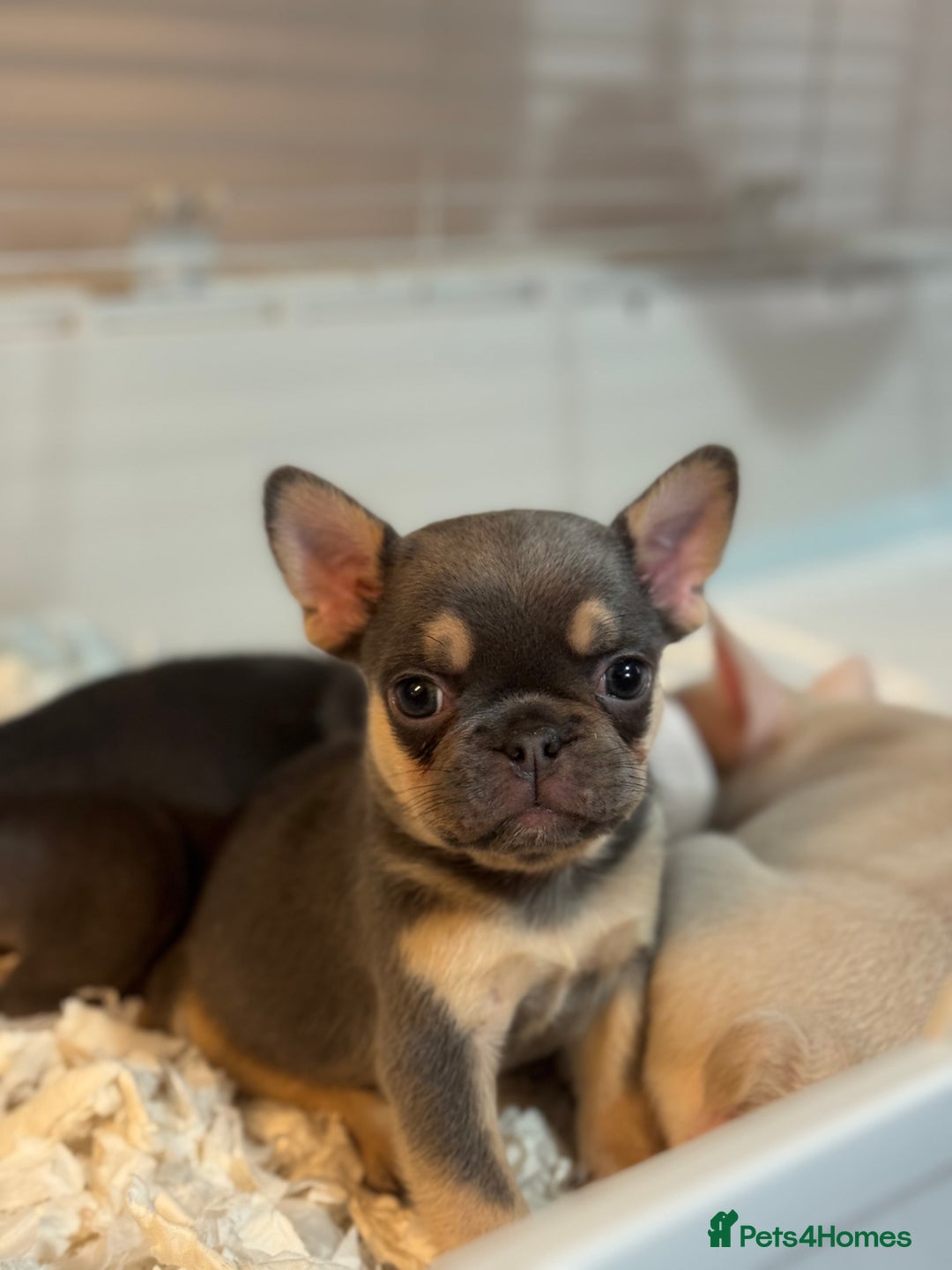 French Bulldog dogs for sale: Beautiful Litter Of Husky French Bulldogs - Advert 12