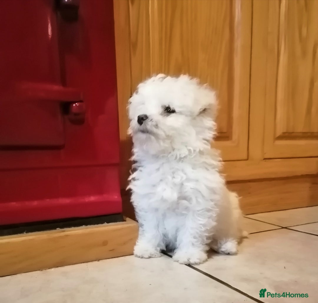 Bichon Frise dogs for sale: BICHON FRISE - Advert 7