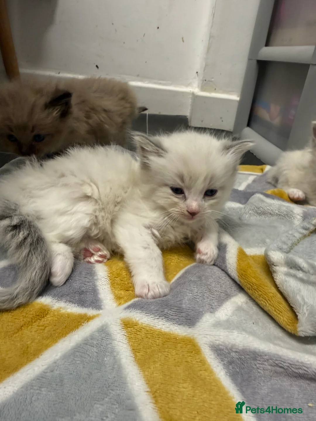 Ragdoll cats for sale: 4 Male Ragdoll Kittens  - Advert 18
