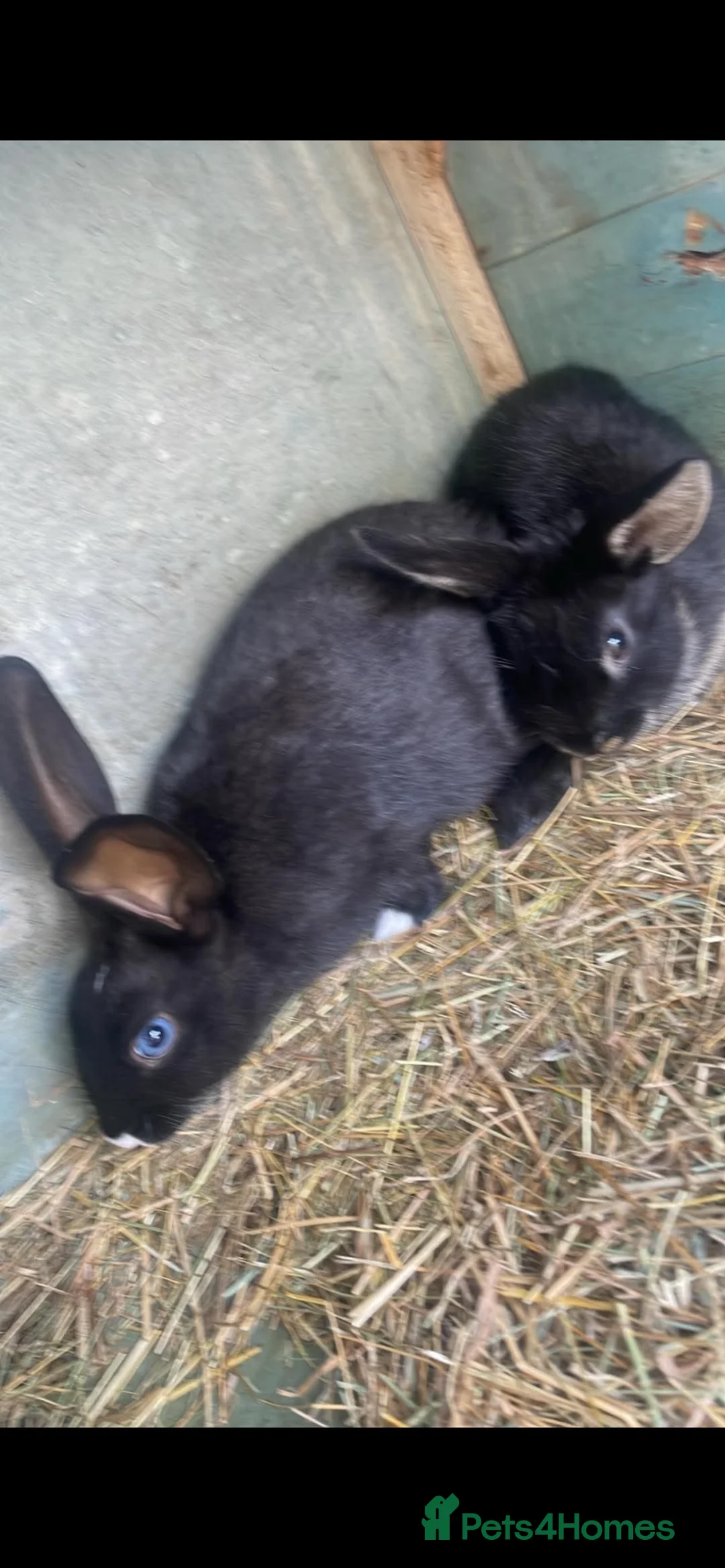 Mixed Breed rabbits for sale: Rabbits - Advert 3