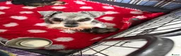 Miniature Schnauzer dogs for sale: Two gorgeous pure bred puppies home reared  - Advert 3