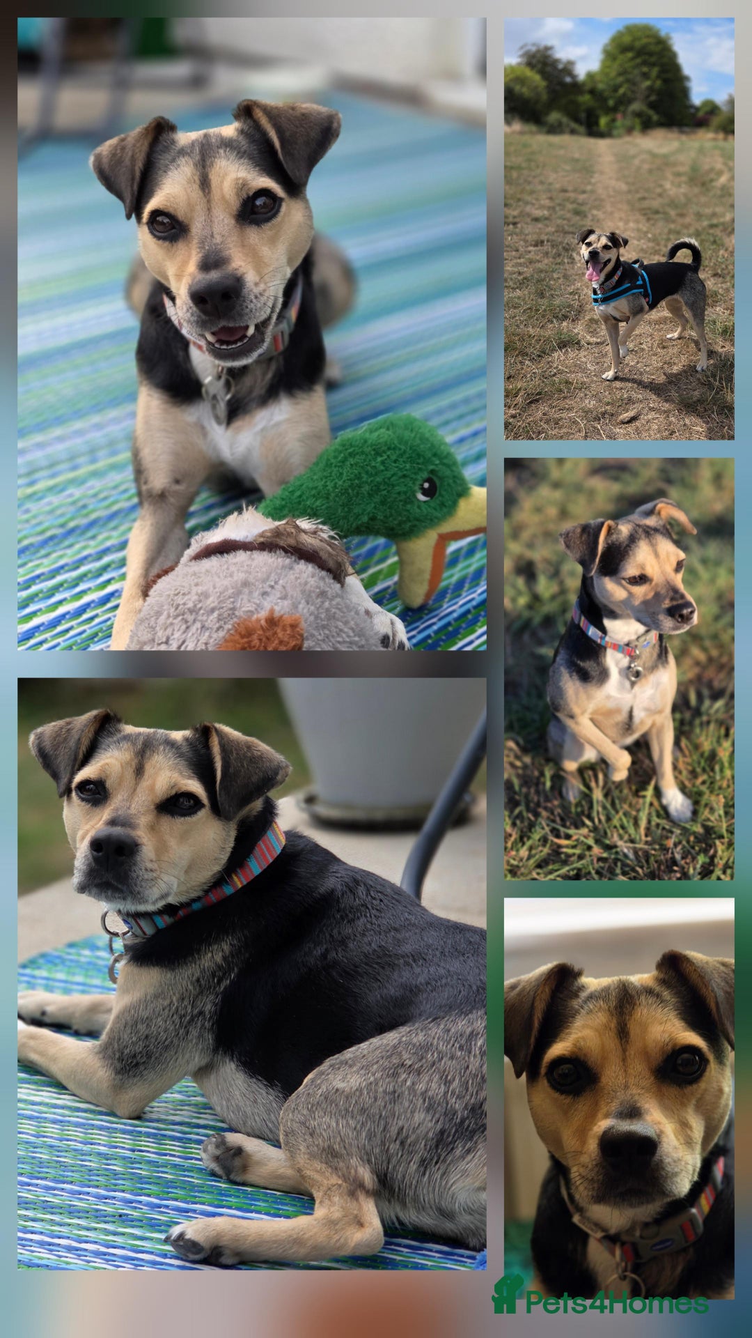 Mixed Breed dogs for adoption: Lolly looking for her forever home - Image 2