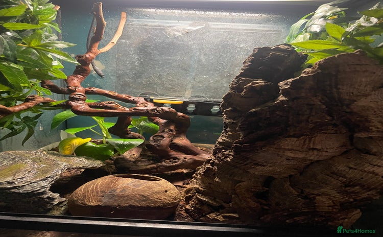 Gecko reptiles - Advert 1
