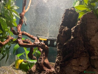 Gecko reptiles - Advert 6