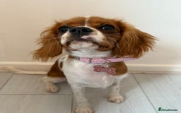 Cavalier King Charles Spaniel dogs for sale: 8 Month Old Girl  - Advert 6