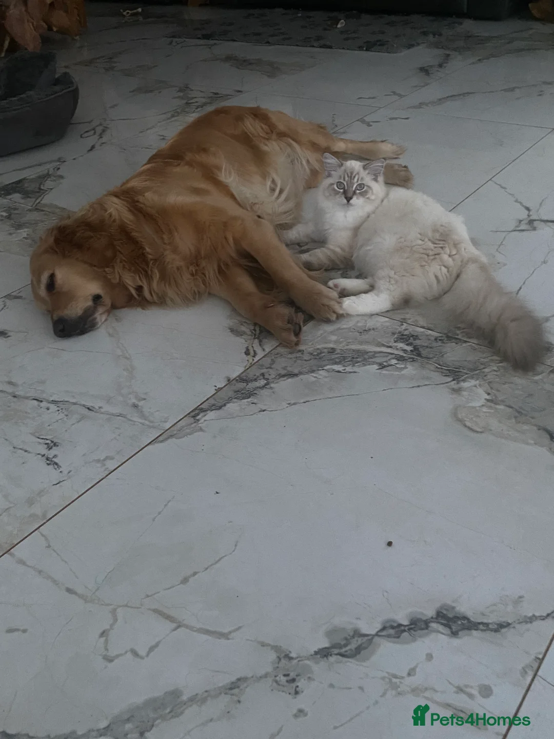 Cockapoo dogs for sale: ‼️ Attention Please ‼️ - Advert 18