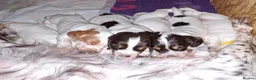 Cocker Spaniel dogs for sale: Working cocker spaniel puppies - Advert 8