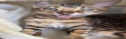 Bengal cats for sale: TICA Registered Bengal Kitten - Stunning Rosettes - Advert 26