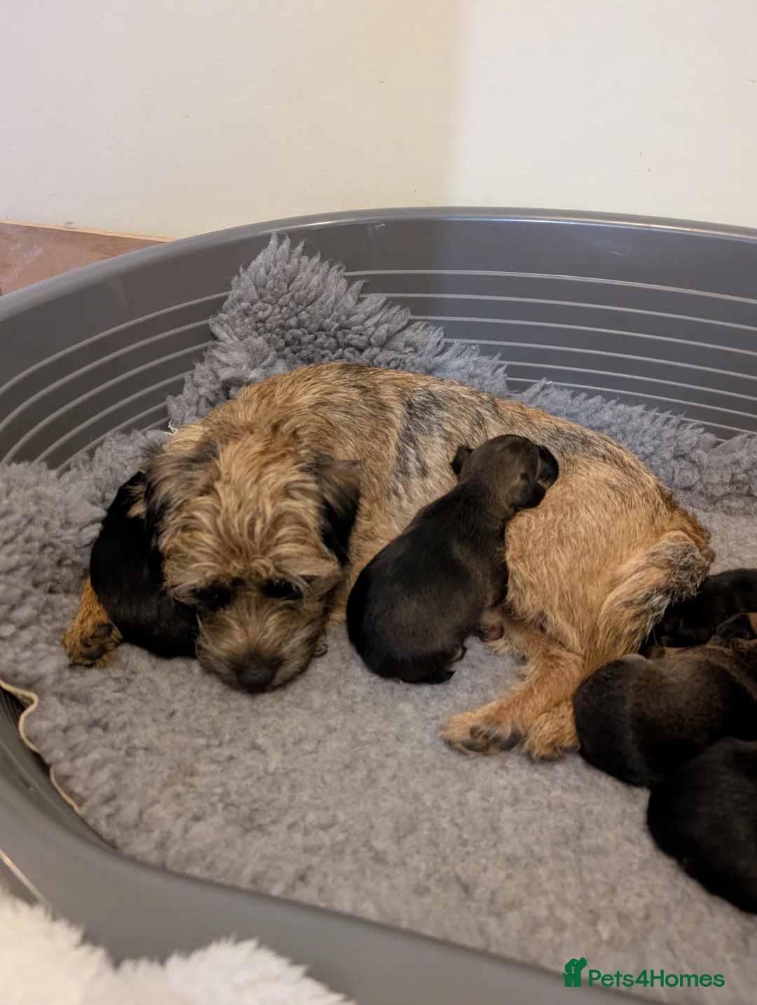 Border Terrier dogs for sale: Beautiful Border Terrier Puppies - Advert 28