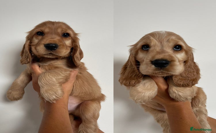 Cocker Spaniel dogs in Cambridge - Advert 4
