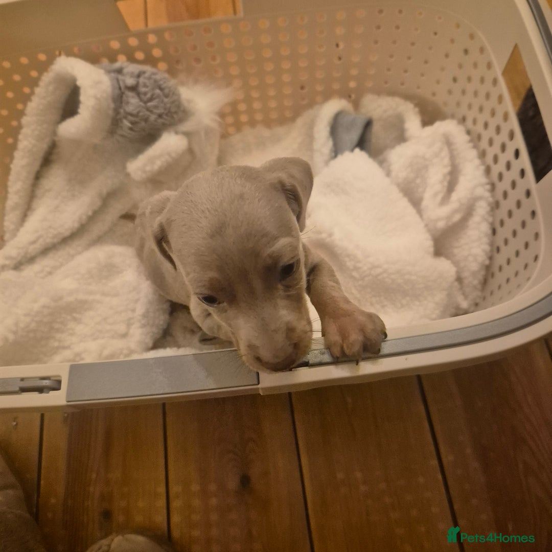 Miniature Dachshund dogs for sale: Beautiful Minature Daschund Boy - Advert 3