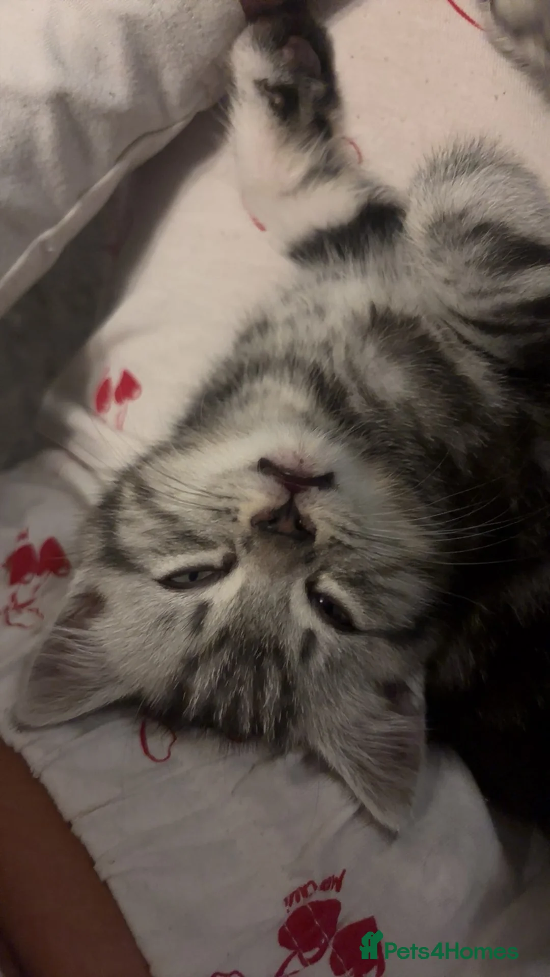 Mixed Breed cats for sale: 4 gorgeous siberain mix kittens - Advert 7