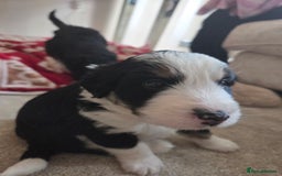 Bordoodle dogs for sale: F2 Bordoodle puppies - Image 4